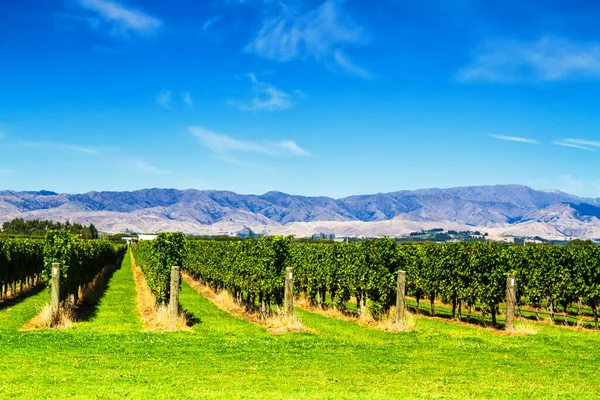 Row Beautiful Grape Yard Sunset Mountain Blenheim New Zealand — Stock Photo, Image