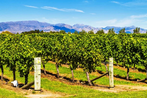 Řada Krásné Vinice Před Západem Slunce Horou Blenheimu Nový Zéland — Stock fotografie