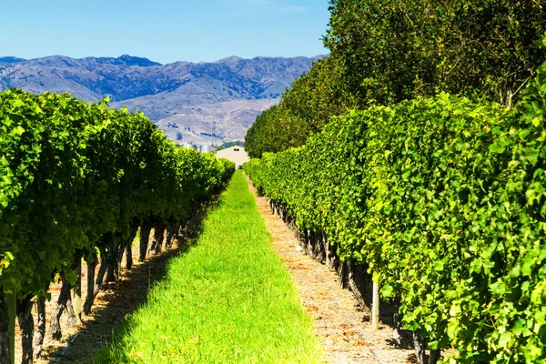 Row Beautiful Grape Yard Sunset Mountain Blenheim New Zealand — Stock Photo, Image