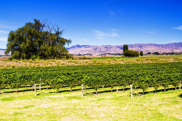 Row Beautiful Grape Yard Sunset Mountain Blenheim New Zealand — Stock Photo, Image