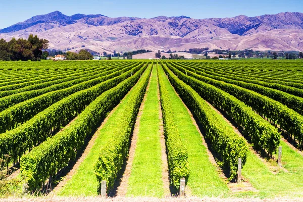 Row Beautiful Grape Yard Sunset Mountain Blenheim New Zealand — Stock Photo, Image