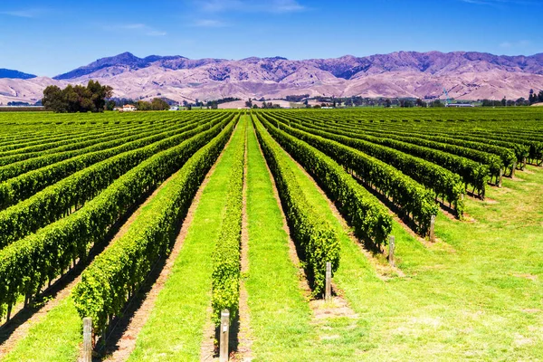 Row Beautiful Grape Yard Sunset Mountain Blenheim New Zealand — Stock Photo, Image