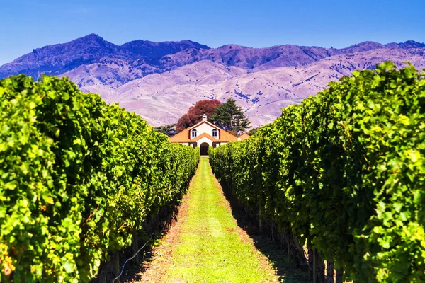 Fila Hermoso Viñedo Antes Del Atardecer Con Montaña Blenheim Nueva — Foto de Stock