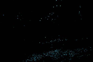 Parlak solucan mağarası, Kuzey Adası, Yeni Zelanda