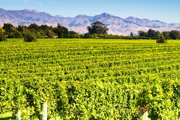 Row Beautiful Grape Yard Sunset Mountain Blenheim New Zealand — Stock Photo, Image