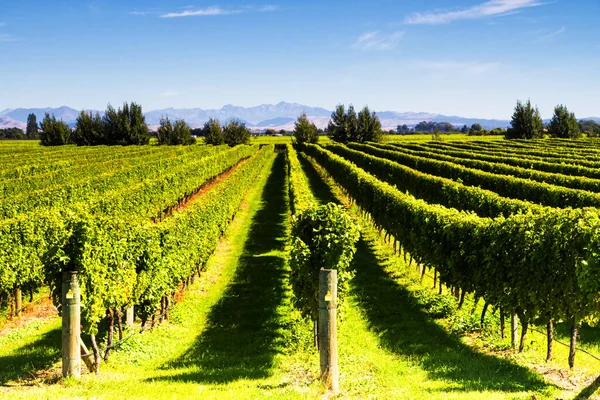 Row Beautiful Grape Yard Sunset Mountain Blenheim New Zealand — Stock Photo, Image