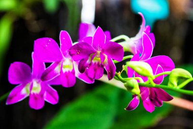 Siyah arka planda izole edilmiş mor çiçekli orkideler, Wellington botanik bahçesi, Yeni Zelanda