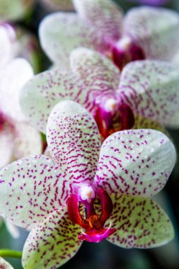 Siyah arka planda izole edilmiş mor ve beyaz benekli orkideler, Wellington botanik bahçesi, Yeni Zelanda