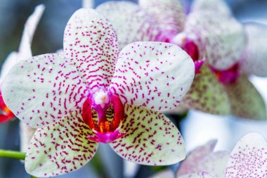 Siyah arka planda izole edilmiş mor ve beyaz benekli orkideler, Wellington botanik bahçesi, Yeni Zelanda