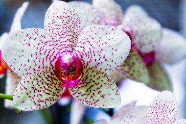 Siyah arka planda izole edilmiş mor ve beyaz benekli orkideler, Wellington botanik bahçesi, Yeni Zelanda