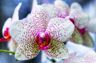 Siyah arka planda izole edilmiş mor ve beyaz benekli orkideler, Wellington botanik bahçesi, Yeni Zelanda