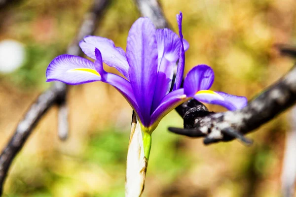 春の庭に咲く菖蒲 — ストック写真