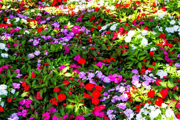 Colourful Impatiens Flowers Backgroung Wellington Botanic Garden New Zealand — Stock Photo, Image