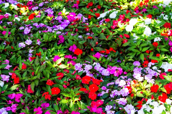 Coloridas Flores Impacientes Jardín Botánico Wellington Nueva Zelanda — Foto de Stock