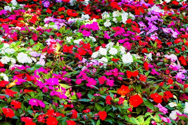 Bunte Ungeduld Blüht Botanischen Garten Von Wellington Neuseeland — Stockfoto