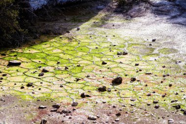 Wai-o-tapu, Jeotermal Harikalar Diyarı, Rotorua, Kuzey Adası, Yeni Zelanda 'da çamurlu, turkuaz sıcak su, havuzlar, buhar ve mağaralar.