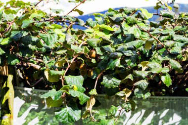kivi meyvesi (Actinidia deliciosa) Yeni Zelanda 'da büyük bir meyve bahçesinde yetişmektedir..