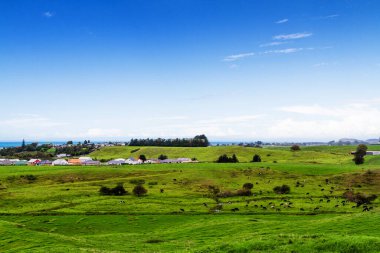 Yazın Yeni Zelanda 'nın Kuzey Adası' ndaki Coromandel Yarımadası 'nda güzel tarım arazisi manzarası