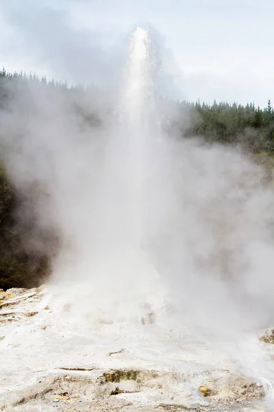 Lady Knox Geiser Wordt Geactiveerd Door Een Zeeppoeder Rotorua Nieuw — Stockfoto