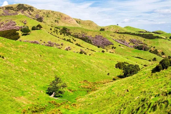 Hermosa Vista Tierras Cultivo Verano Isla Sur Nueva Zelanda —  Fotos de Stock