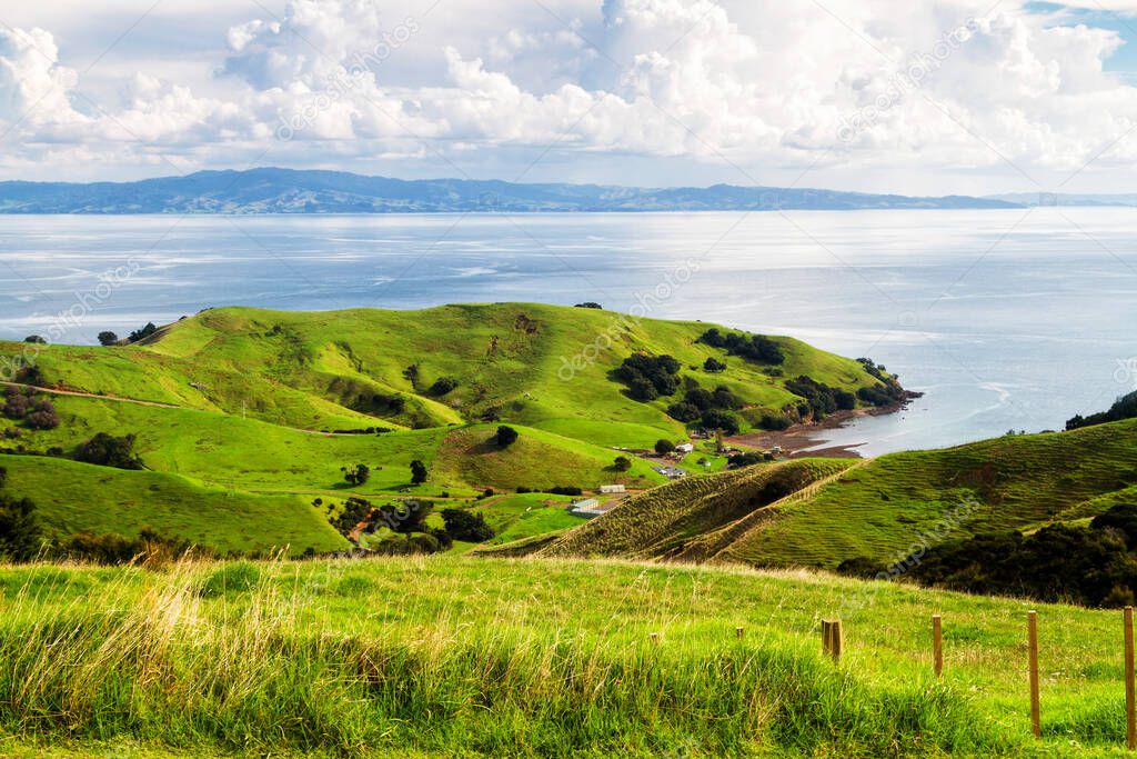 Rolling green farm fields under a calm blue sky on the New Zealand north Island, Coromandel Peninsula. Colorful panorama over the meadows.