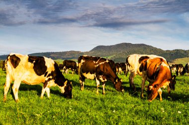 İnekler, Yeni Zelanda 'daki büyük çiftliklerde taze yeşil çimen otlatıyorlar. Peyzaj görünümü.