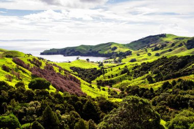 Yeni Zelanda 'nın kuzey adasında, Coromandel Yarımadası' nda sakin mavi bir gökyüzünün altında yuvarlanan yeşil tarlalar. Çayırların üzerinde renkli bir manzara.