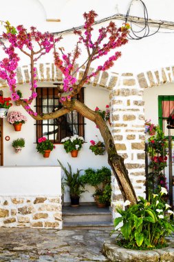 GRAZALEMA, İSPA - 1 Mayıs 2017: Yehuda ağacı ve asma saksıları olan bir evin girişinin ön görüntüsü. Endülüs, İspanya. Ön planda Judas ağacı olarak bilinen Cercis silikası.