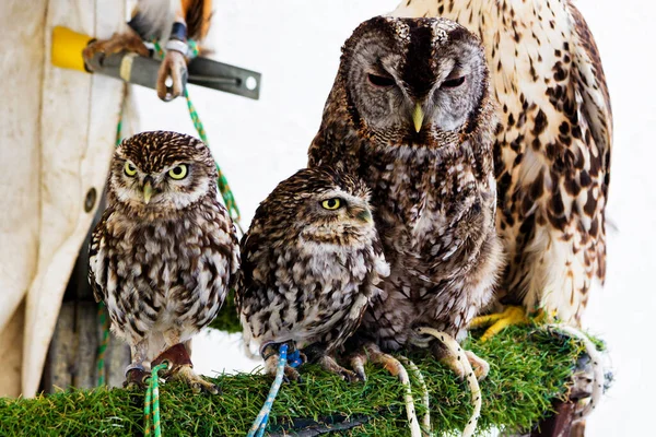 Picture Few Different Owls Kept Branch Display Tourists Andalucia Spain — Stock Photo, Image