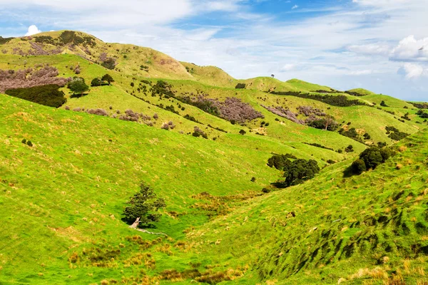 Hermosa Vista Tierras Cultivo Verano Isla Sur Nueva Zelanda —  Fotos de Stock