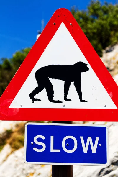 Señal Tráfico Gibraltar Reino Unido Informando Sobre Existencia Monos Para — Foto de Stock