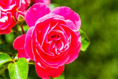 Yukarıdan görünen pembe ya da kırmızı gül