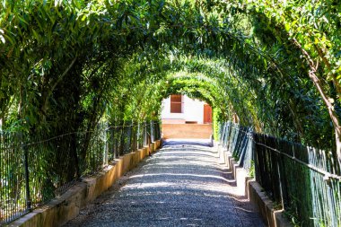 Uzağa uzanan ağaçların dokuduğu yeşil tünel, Alhambra Bahçesi, Granada, Endülüs, İspanya