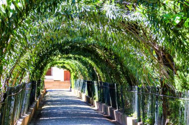 Uzağa uzanan ağaçların dokuduğu yeşil tünel, Alhambra Bahçesi, Granada, Endülüs, İspanya