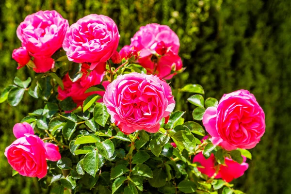 Hromada Růžových Růží Keři — Stock fotografie