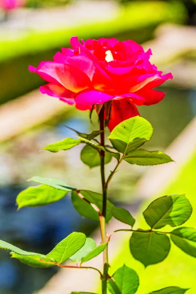 Růžová Nebo Červená Růže Shora — Stock fotografie