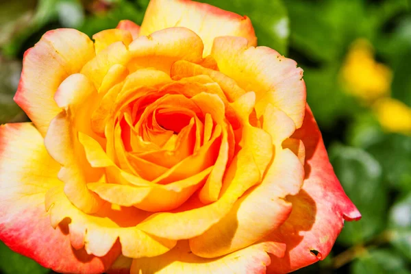 Yellow Rose Seen — Stock Photo, Image