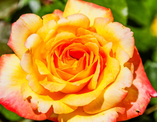 Yellow Rose Seen — Stock Photo, Image