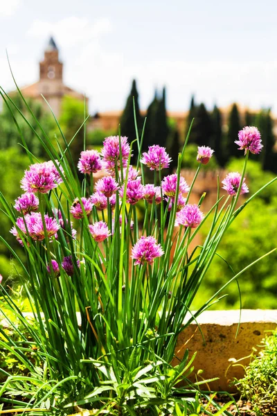 Blommande Rödklöver Trifolium Pratense Och Grönt Gräs Närbild Rosa Klöver — Stockfoto