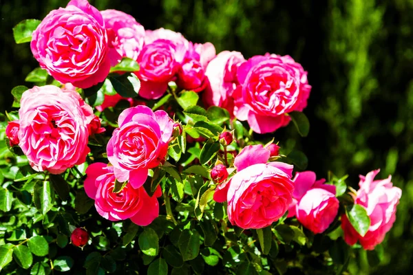 Ein Bündel Rosa Rosen Einem Strauch — Stockfoto