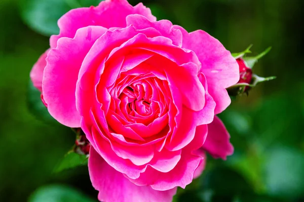 Pink Red Rose Seen — Stock Photo, Image