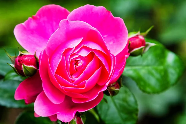 Pink Red Rose Seen — Stock Photo, Image