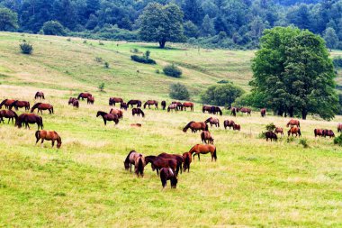 Beskid Niski Dağları 'ndaki çayırlarda otlanan atlarla dolu kırsal bir arazi. Polonya. Konik polski ya da kon polski at türünün adıdır.