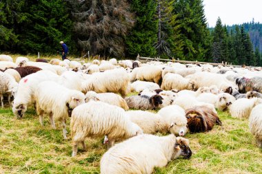 Dağlardaki koyun çiftliği. Gorce Ulusal Parkı, Polonya