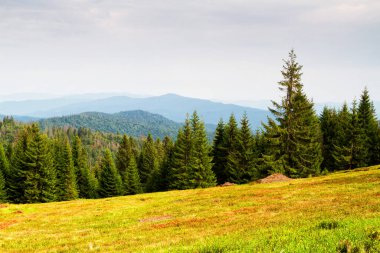 Dağlar manzaralı. Gorce dağlarındaki çayırların ve ormanların manzarası. Karpat Dağları manzarası, Polonya. Gorczanski Ulusal Parkı, Polonya