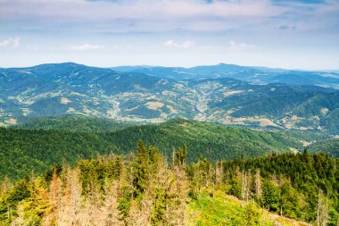 Dağlar manzaralı. Gorce dağlarındaki çayırların ve ormanların manzarası. Karpat Dağları manzarası, Polonya. Gorczanski Ulusal Parkı, Polonya