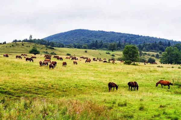 Rural Landscape Horses Being Grazed Pasture Beskid Niski Mountain Range — Stock Photo, Image