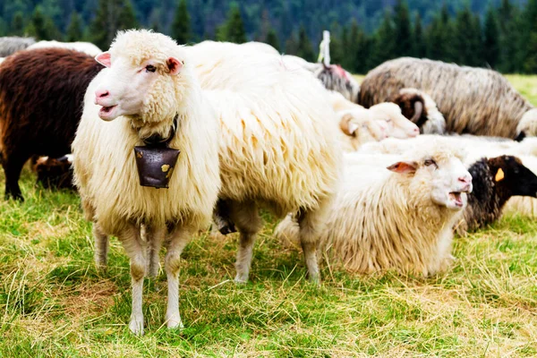山の中で羊の農場 ポーランドのゴース国立公園 — ストック写真