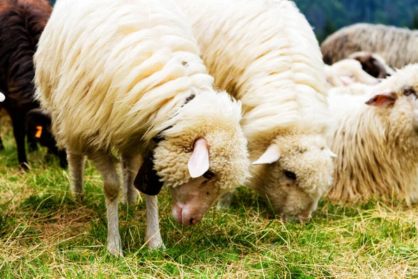 Ferme Ovine Dans Les Montagnes Parc National Gorce Pologne — Photo