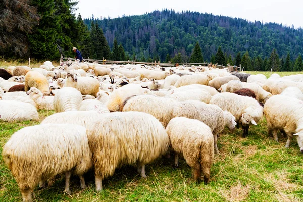 Bárányfarm Hegyekben Gorce Nemzeti Park Lengyelország — Stock Fotó